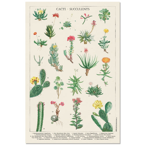 Grupo Erik GPE5536 Botanical Cacti Poster 61X91,5cm | Yourdecoration.de