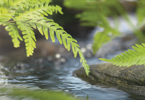Komar Vlies Fototapete 1611 I Along The River | Yourdecoration.de