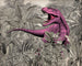 Komar Vlies Fototapete Iax7 0022 Pinky | Yourdecoration.de