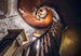 Komar Vlies Fototapete Shx8 165 Oak Spiral | Yourdecoration.de