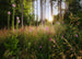 Komar Vlies Fototapete X7 1005 Summer Glade | Yourdecoration.de