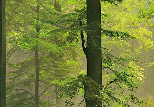 00216 close up Autumn Forest 412a3a1a cce2 4185 aaf0 c2e436242bcd | Yourdecoration.de