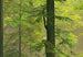 00216 close up Autumn Forest 412a3a1a cce2 4185 aaf0 c2e436242bcd | Yourdecoration.de