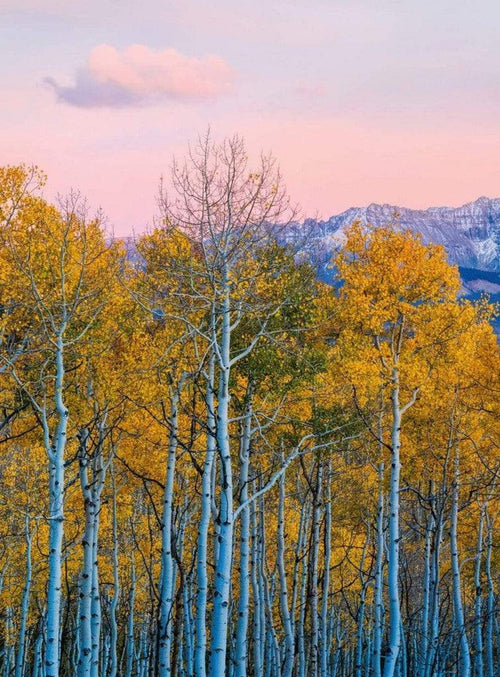 Wizard+Genius Birches And Mountains Vlies Fototapete 192x260cm 4-bahnen | Yourdecoration.de