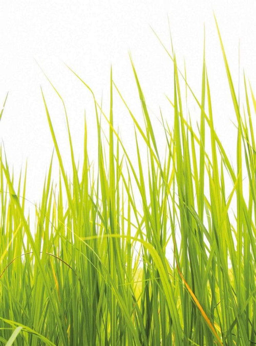 Wizard+Genius High Grass Vlies Fototapete 192x260cm 4-bahnen | Yourdecoration.de