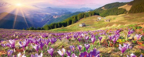 Dimex Crocuses at Spring Fototapete 375x150cm 5-Bahnen | Yourdecoration.de