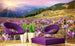 Dimex Crocuses at Spring Fototapete 375x250cm 5-Bahnen Sfeer | Yourdecoration.nl