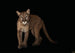 Komar Florida Panther Vlies Fototapete 400X280Cm 6 Teile | Yourdecoration.de