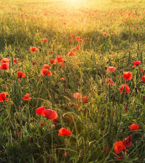 Komar Poppy World Vlies Fototapete 250x280cm 5-bahnen | Yourdecoration.de