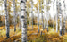 Komar Colorful Aspenwoods Vlies Fototapete 450x280cm 9-bahnen | Yourdecoration.de
