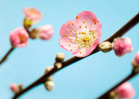 Komar Peach Blossom Fototapete 350x250cm 7-bahnen | Yourdecoration.de