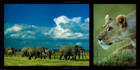 PGM DHM 13 Michel et Christine Denis Huot Elephants and Lioness Kunstdruck 100x50cm | Yourdecoration.de
