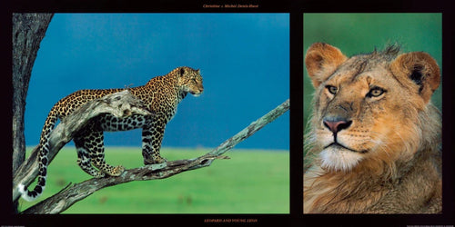 PGM DHM 17 Michel et Christine Denis Huot Leopard and Young Leon Kunstdruck 100x50cm | Yourdecoration.de