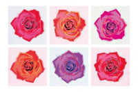 PGM EP 41 Emily Pop Pop Roses Kunstdruck 91x61cm | Yourdecoration.de