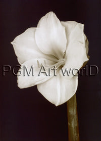 PGM FTP 17 Prades Fabregat Bora Bora Flower II Kunstdruck 50x70cm | Yourdecoration.de