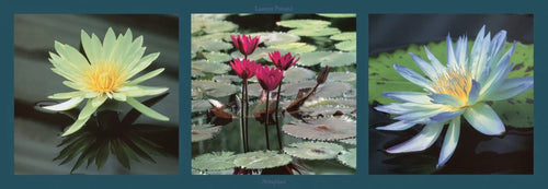 PGM PDL 33 Laurent Pinsard Nenuphars Kunstdruck 95x33cm | Yourdecoration.de