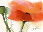 PGM PMG 03 Gerd Pflumm Faszination Mohn III Kunstdruck 80x60cm | Yourdecoration.de