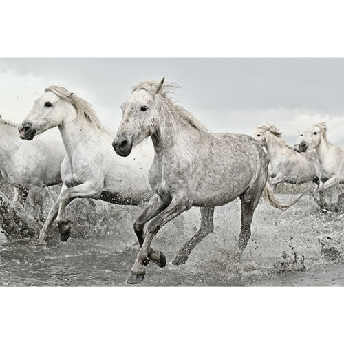 Grupo Erik GPE5238 White Horses Poster 91,5X61cm | Yourdecoration.de
