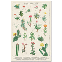 Grupo Erik GPE5536 Botanical Cacti Poster 61X91,5cm | Yourdecoration.de