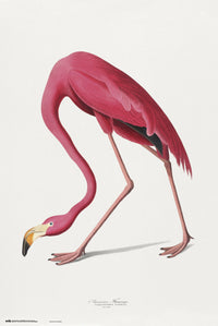 Grupo Erik GPE5541 American Flamingo Poster 61X91,5cm | Yourdecoration.de