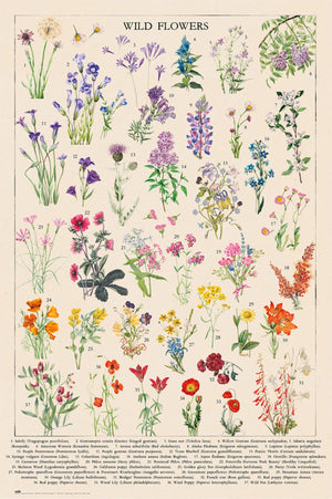 Grupo Erik Gpe5675 Botanical Wild Flowers Poster 61x91 5cm | Yourdecoration.de