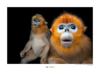 Komar Golden Snub-nosed Monkey Kunstdruck 40x30cm | Yourdecoration.de