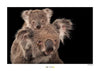 Komar Koala Bear Kunstdruck 70x50cm | Yourdecoration.de