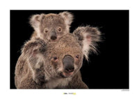 Komar Koala Bear Kunstdruck 70x50cm | Yourdecoration.de
