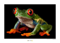 Komar Red-eyed Treefrog Kunstdruck 70x50cm | Yourdecoration.de