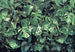 Komar Vlies Fototapete 8 333 Verdure | Yourdecoration.de