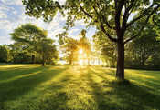Komar Vlies Fototapete 8 743 Golden Moment | Yourdecoration.de