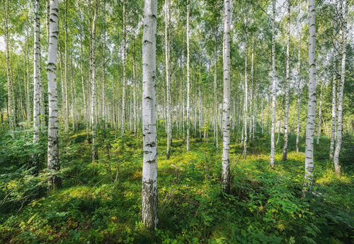Komar Vlies Fototapete 8 744 Sunny Day | Yourdecoration.de