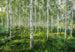 Komar Vlies Fototapete 8 744 Sunny Day | Yourdecoration.de