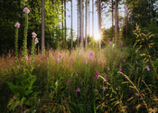 Komar Vlies Fototapete X7 1005 Summer Glade | Yourdecoration.de