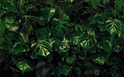 Komar Tropical Wall Vlies Fototapete 400x250cm 4-bahnen | Yourdecoration.de