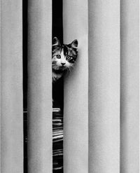 Golbin - Curious Cat Kunstdruck 40x50cm | Yourdecoration.de