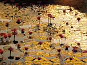 Bruno Baumann - Lotus Pond Kunstdruck 80x60cm | Yourdecoration.de