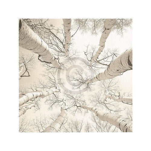 Adam Brock - Silver Birch Kunstdruck 51x51cm | Yourdecoration.de