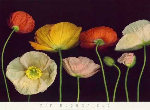 Pip Bloomfield - Poppy Garden I Kunstdruck 91x66cm | Yourdecoration.de