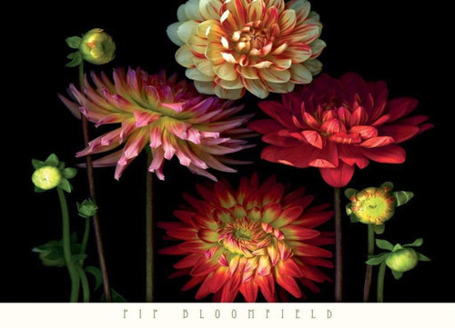 Pip Bloomfield - Dahlia Garden Kunstdruck 91x66cm | Yourdecoration.de