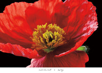 Amalia Elena Veralli - Red Poppy Kunstdruck 91x66cm | Yourdecoration.de