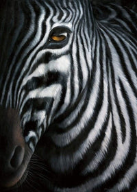 Jutta Plath - Zebra I Kunstdruck 60x80cm | Yourdecoration.de