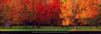 Tom Mackie - Maple Trees in Autumn Kunstdruck 95x33cm | Yourdecoration.de