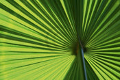 Ortwin Klipp - Leaf 1 Kunstdruck 70x50cm | Yourdecoration.de