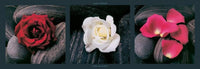 Laurent Pinsard - Roses on stones Kunstdruck 95x33cm | Yourdecoration.de