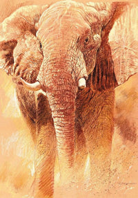 Renato Casaro - Elefant Study Kunstdruck 70x100cm | Yourdecoration.de