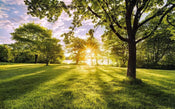 Komar Golden Moment Vlies Fototapete 400x250cm 4-Bahnen | Yourdecoration.de