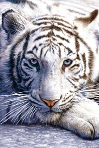 Pyramid White Tiger Poster 61x91,5cm | Yourdecoration.de