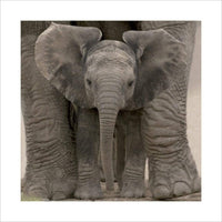 Pyramid Big Ears Baby Elephant Kunstdruck 40x40cm | Yourdecoration.de