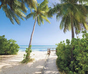 Komar Palmy Beach Vlies Fototapete 300x250cm 3-bahnen | Yourdecoration.de